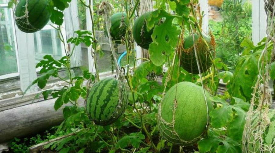 Uprawa północnych melonów i arbuzów - porady i osobiste doświadczenia.  Sadzenie arbuzów i melonów – jak wyhodować upajająco soczyste owoce w szklarni