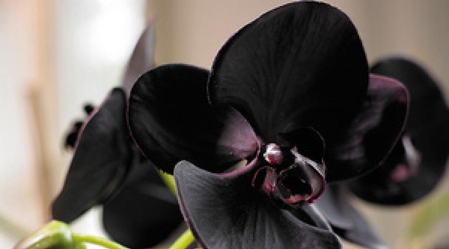 Фаленопсис: уход за орхидеей-бабочкой в домашних условиях. Орхидея фаленопсис – как ухаживать в домашних условиях Цветок орхидея фаленопсис