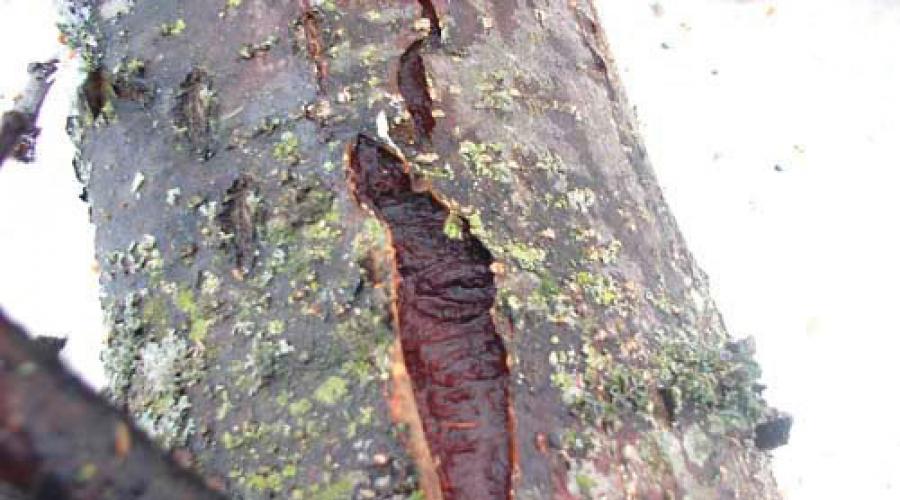 ¿Por qué aparecen grietas en los troncos de tuya?  Enfermedades de Thuja: descripción, tratamiento.  El cuidado adecuado de la thuja es la clave para la salud del árbol.