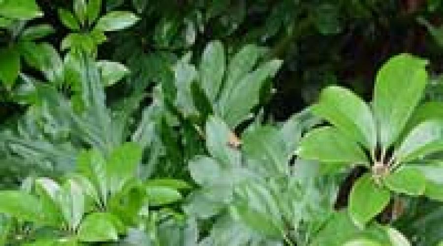 Recommandations pour prendre soin de la plante Schefflera arborescens à la maison.  Scheffler.  Description et entretien de la fleur de Schefflera Description de Schefflera