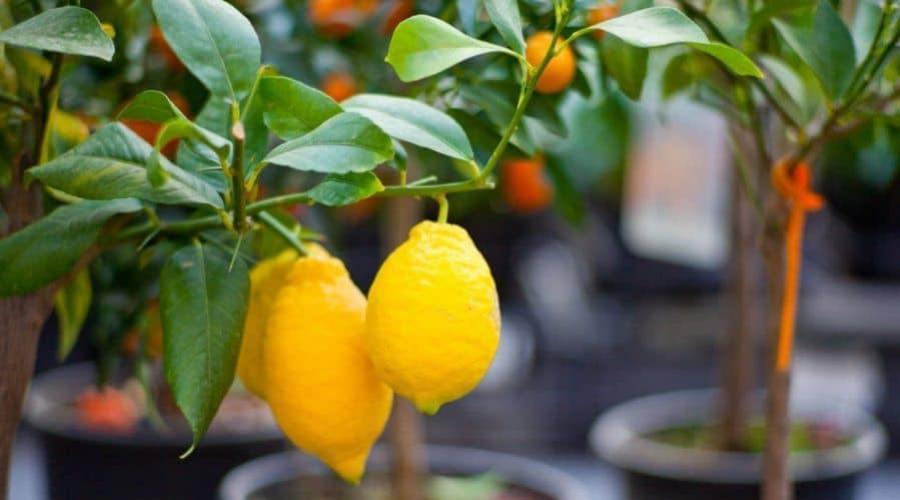 Что нужно знать о выращивании лимона в домашних условиях? Что делать, если на листьях лимона появились пятна