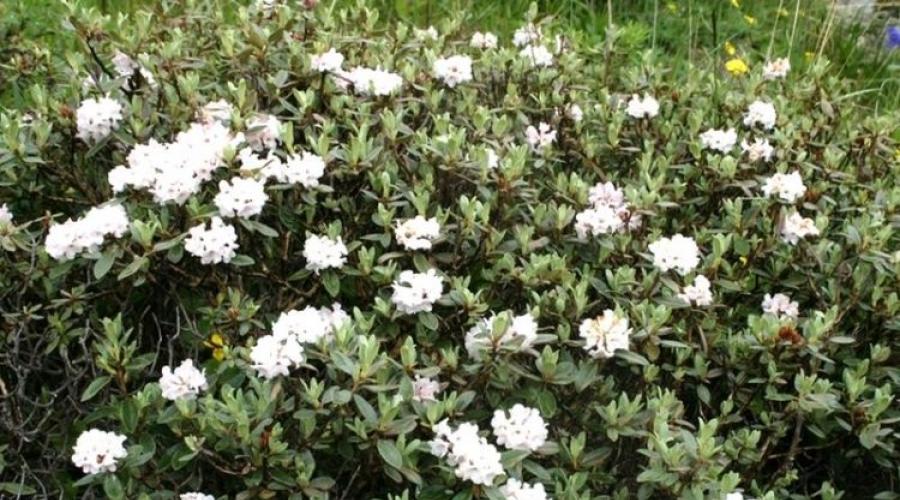 Adams rhododendron in culture.  Healing properties of sagan dail and methods of its use Seedlings of medicinal plants Rhododendron adams