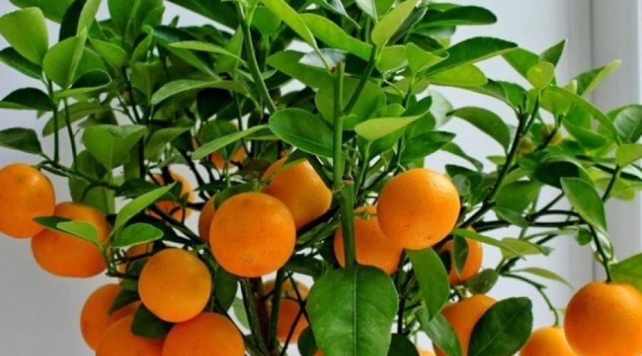 mandarin és férgek férgek kezelése az ok