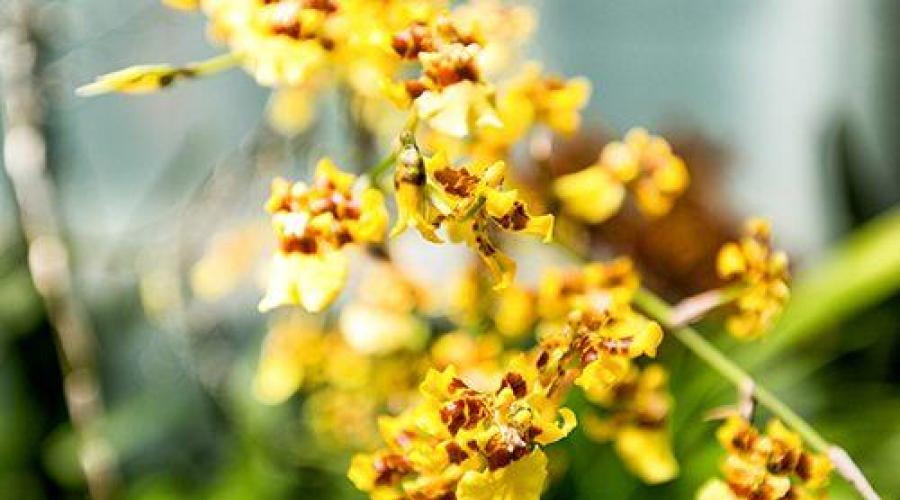 Орхидеи онцидиум как нарастить корни. Орхидея онцидиум - уход в домашних условиях. Реанимация растения без корней