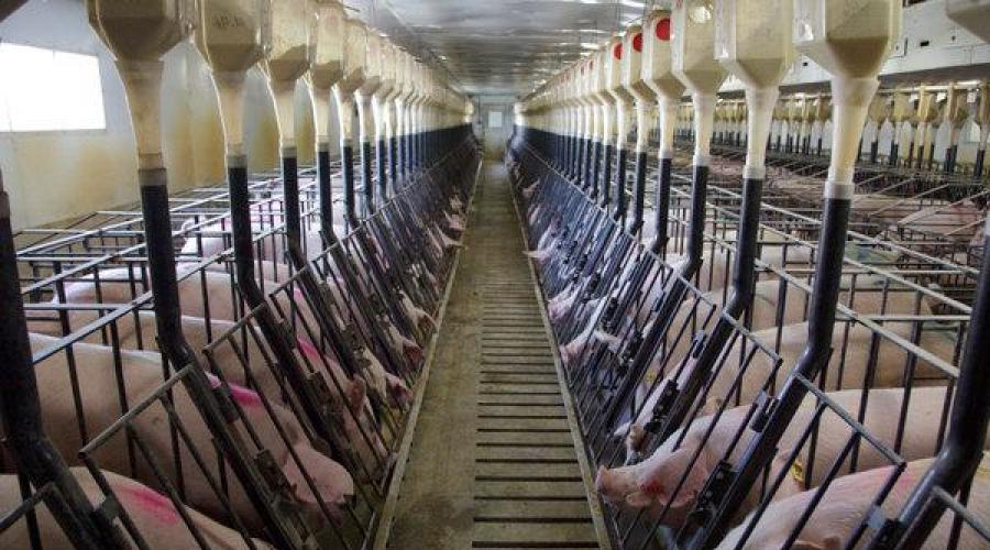 Wskaźniki ilościowe hodowli świń w Rosji.  Świnie hodowlane.  Rasy świń.  Hodowla świń jako firma