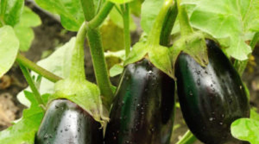 A variety of the best varieties of eggplants and their hybrids for open ground.  Early eggplants for open ground Eggplant gayane