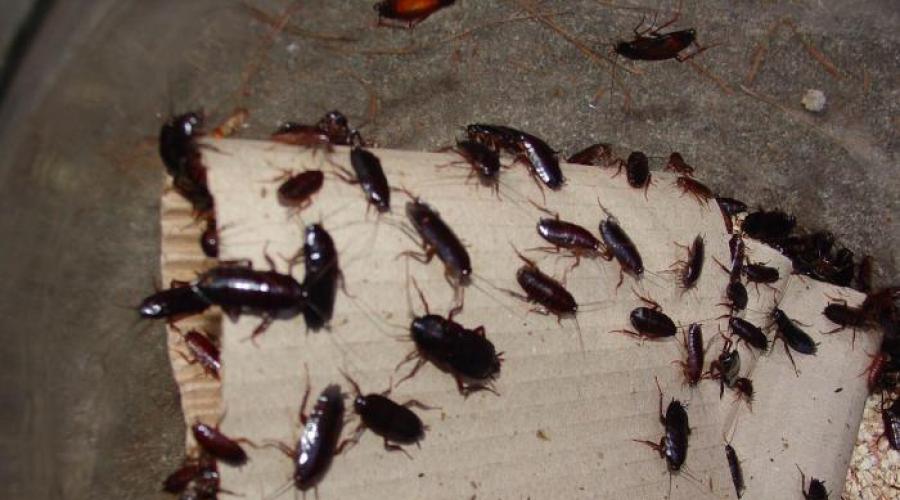 Opis karaluchów i budowa owada.  Karaluchy, owady: rozmnażanie, przyczyny pojawiania się i sposoby ich zwalczania.  Struktura zewnętrzna karaluchów