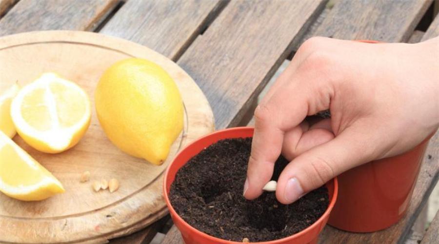 Комнатный лимон - тонкости выращивания в домашних условиях. Учимся выращивать и ухаживать за лимоном дома Растение лимон уход