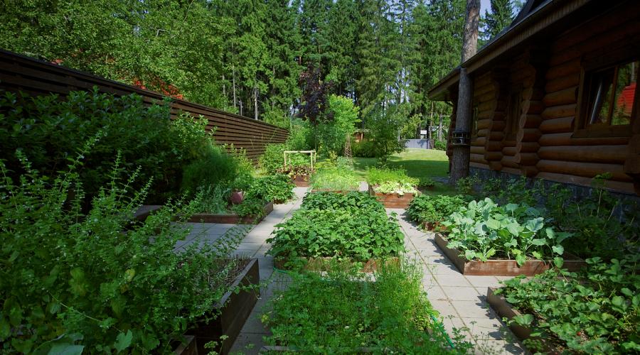 Садовые грядки в ландшафтном дизайне. Ландшафтный дизайн дачного участка с огородом. Современный огород — фото