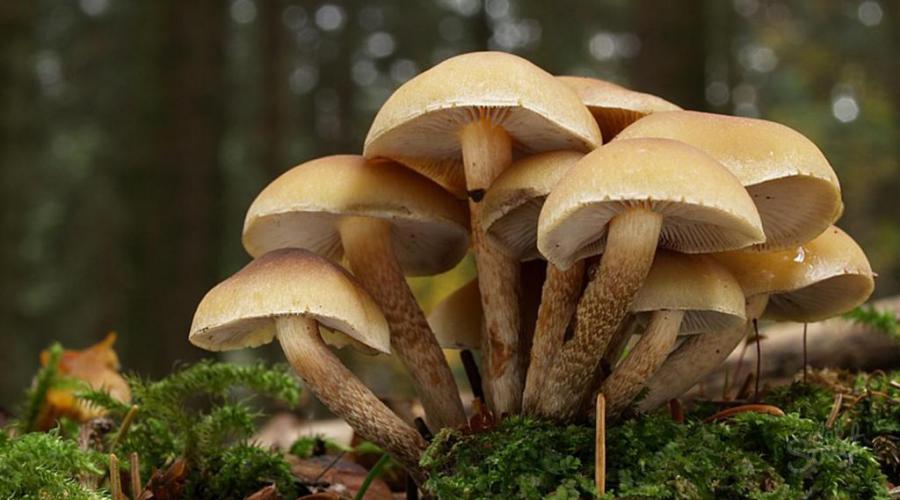 К чему снятся белые грибы, во сне собирать их в лесу, видеть на поляне и в корзине. Чего ждать от сна расскажет сонник. Сонник белый гриб собирать