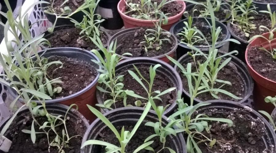 Clavel turco: crece a partir de semillas.  Secretos del cultivo exitoso de claveles turcos a partir de semillas.  El mejor momento para plantar Atlas de claveles turcos que crecen a partir de semillas