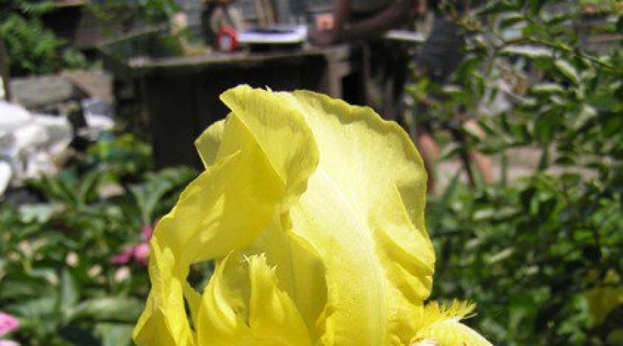 Iris planting and care in open ground, fertilizing, propagation.  Bearded iris for sunny places