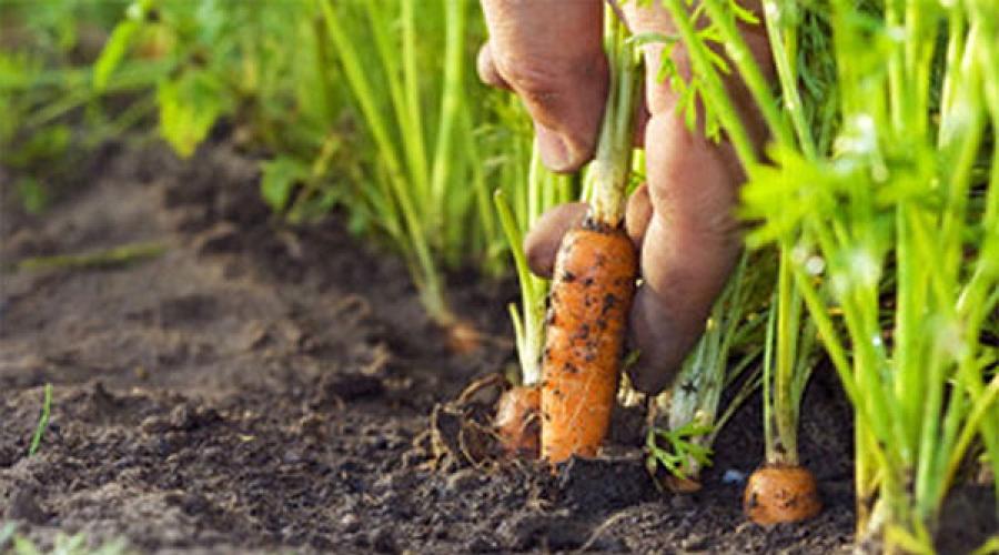 When to plant carrots?  When is the best time to plant carrots?  When to plant carrots in open ground