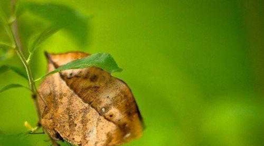 Удивительные насекомые, похожие на листья — листотелы, листовидки. Удивительные примеры маскировки насекомых Сатанинский листохвостый геккон