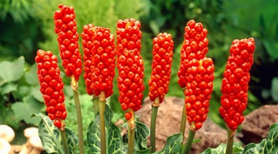 Arum: kwiat, który jest zdolny do wytwarzania ciepła.  Moskiewski klub kwiaciarstwa wewnętrznego - encyklopedia roślin domowych Sadzenie i pielęgnacja rośliny