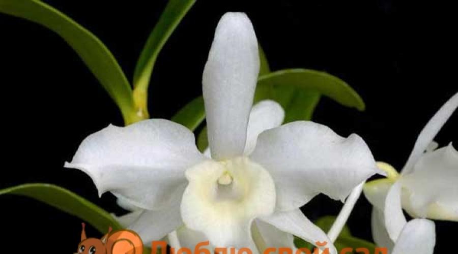 Орхидея Дендробиум Уход В Домашних Условиях Фото