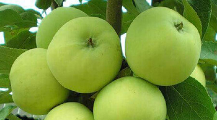 Milyen előnyökkel jár az alma az egészségre. Alma: hasznos tulajdonságok és ellenjavallatok