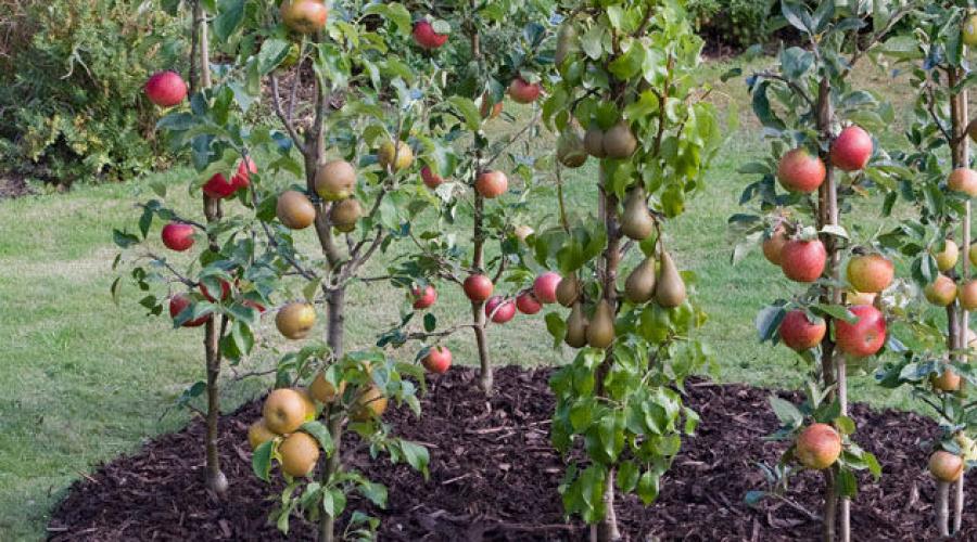Jak sadzić jabłoń: instrukcje, funkcje i zalecenia.  Gdzie i jak sadzić jabłoń Gdzie lepiej sadzić jabłoń na działce