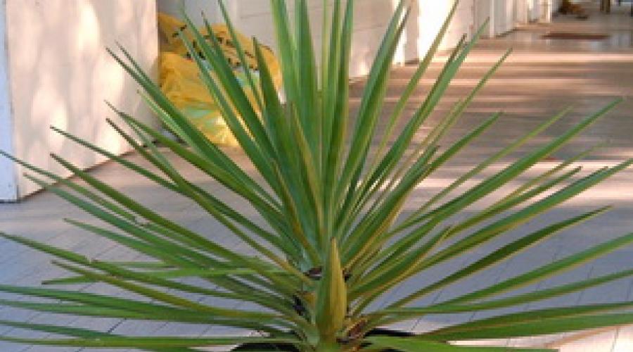 Yucca de jardin : soins à domicile et en extérieur (photo).  Comment choisir le bon endroit pour cultiver, planter et propager la plante.  Yucca de jardin : plantation et entretien Plante Yuko