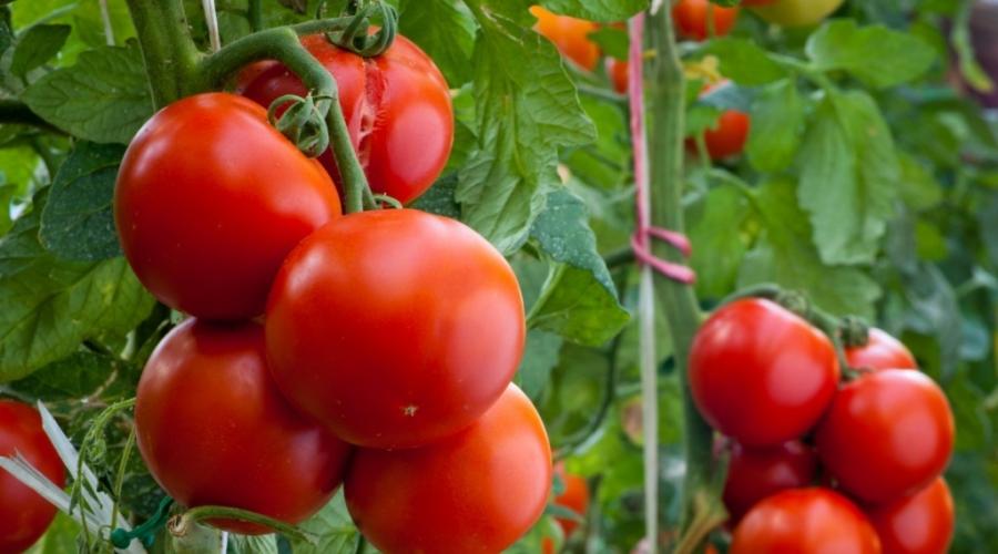Как правильно поливать томаты в открытом грунте. Когда и как поливать помидоры: рекомендации опытных огородников. Основы качественного орошения томатов