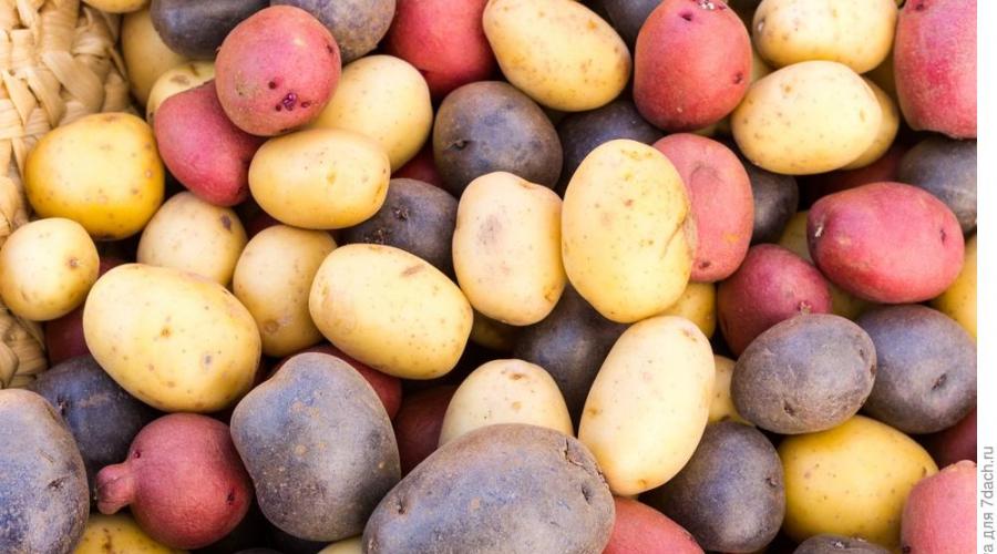 How to choose potatoes at the market.  How to choose potatoes when buying at the market or in a store for storage for the winter.  Rating by appearance