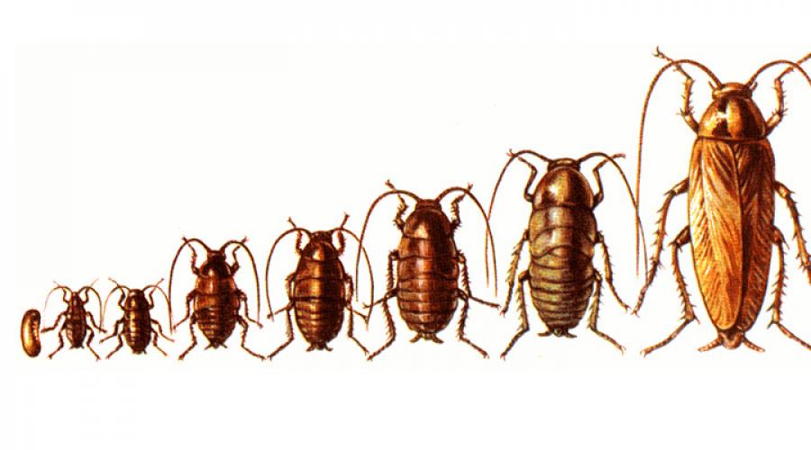 Таракан рыжий относится к отряду. Виды тараканов в России; декоративные и экзотические тараканы. Размножение разных видов