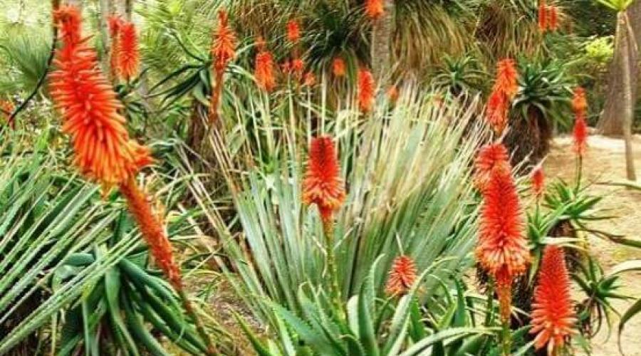 Is it possible to grow aloe at home.  Aloe agave - growing, home care, photo.  Aloe spinous - Aloe Aristata
