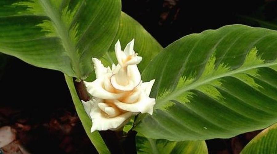 Arrowroot trójkolorowa roślina modlitewna wróży.  Kwiat strzały to trójkolorowa roślina dla kreatywnych ludzi.  Dlaczego sadzonki są rzadko używane do rozmnażania maratonu