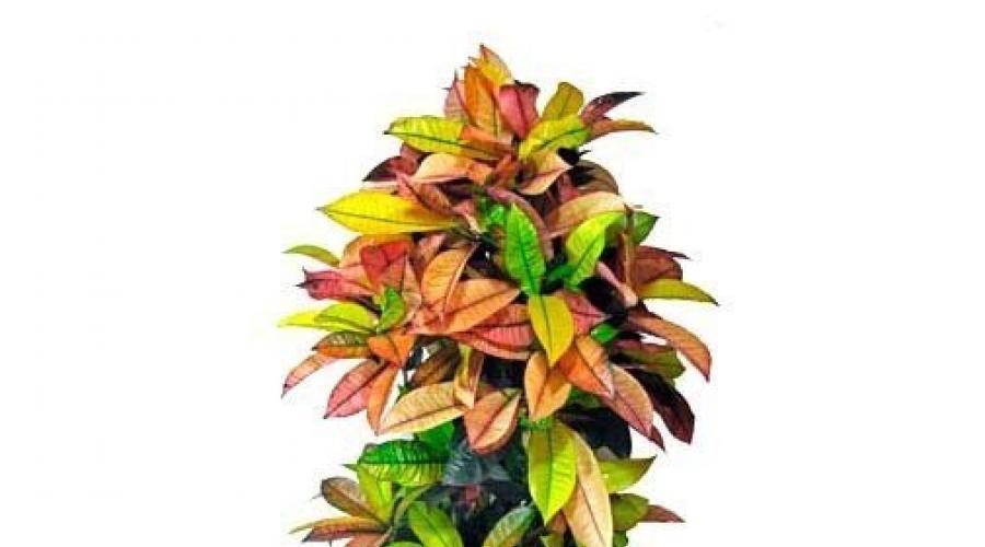 A striking representative of the Euphorbiaceae family is Croton.  Croton - a palette of colors in the living room Home flowers croton care