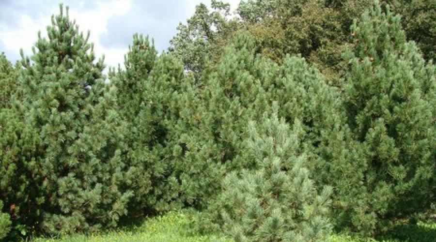 Główne rodzaje i odmiany drewna sosnowego.  E-Katalog Ozdobnych Roślin Ogrodowych „Krajobraz Odmiany sosny dekoracyjnej