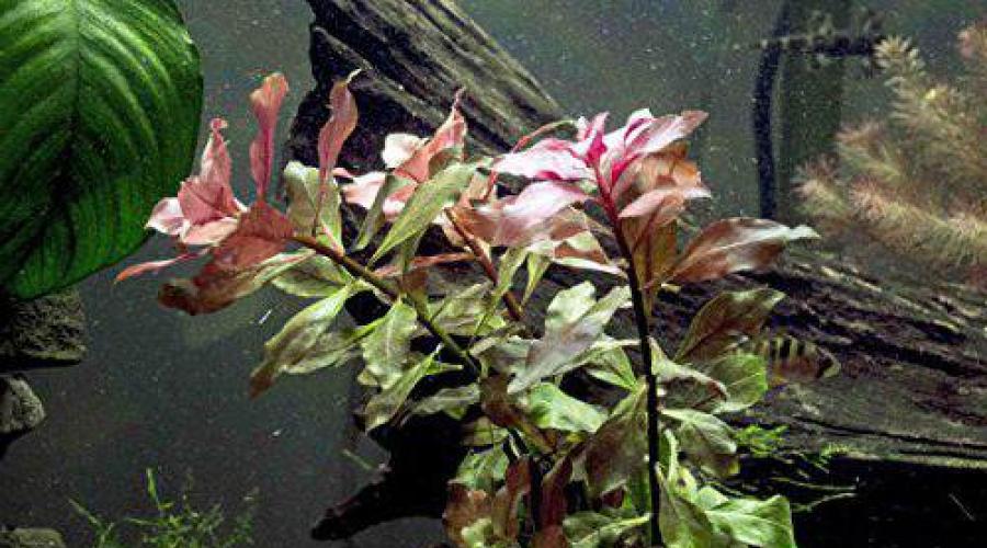 Растения В Аквариуме Виды Фото И Названия