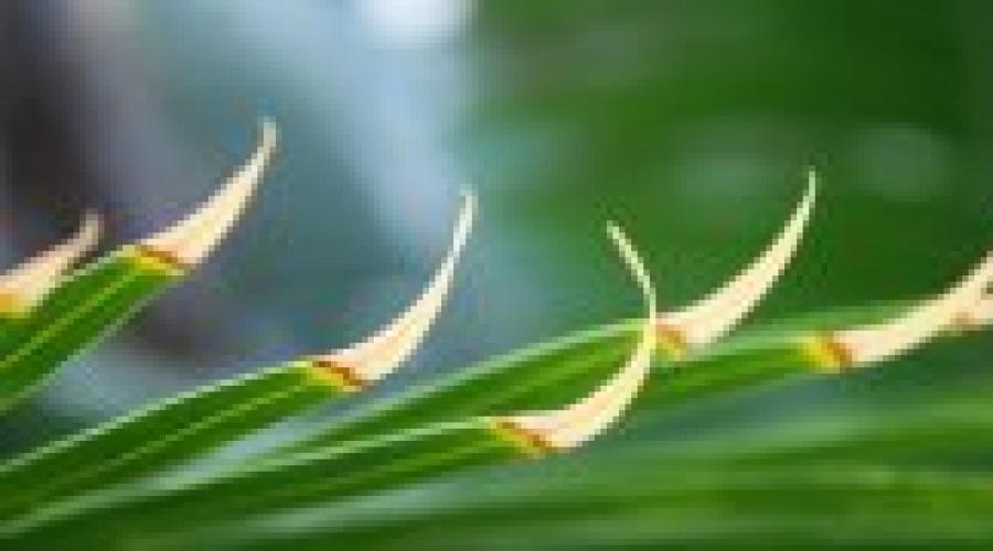 Lepkie liście coleusa.  Lepkie liście pokrzywy Liście lepkich, pachnących kwiatów z dzwonkiem