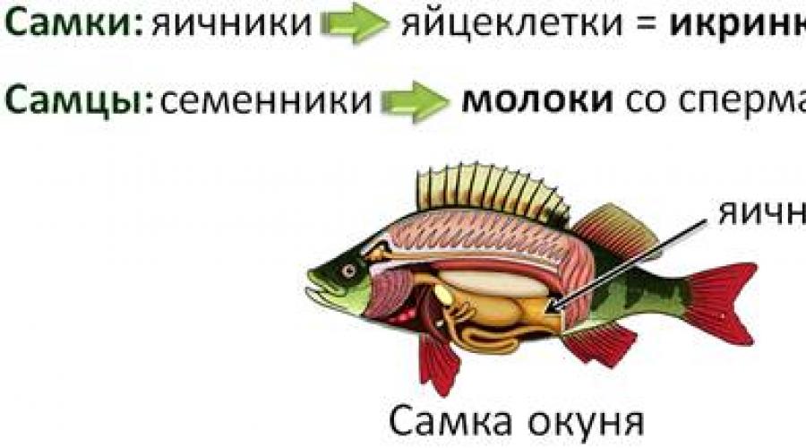 Особенности размножения рыб. Стадии развития, прямое и непрямое развитие, забота о потомстве. Биология в лицее Чем малек рыбы отличается личинки рыбы