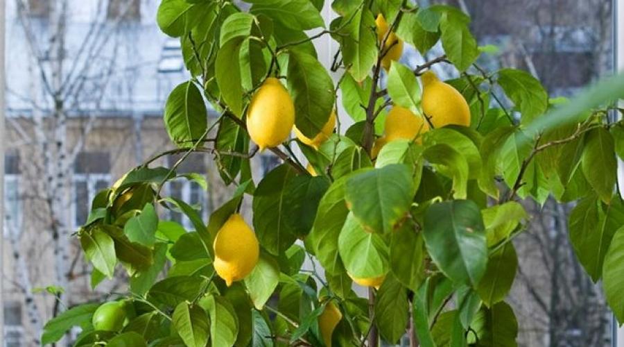 A citrom hasznos 2 típusú diabetes mellitus tulajdonságok, receptek