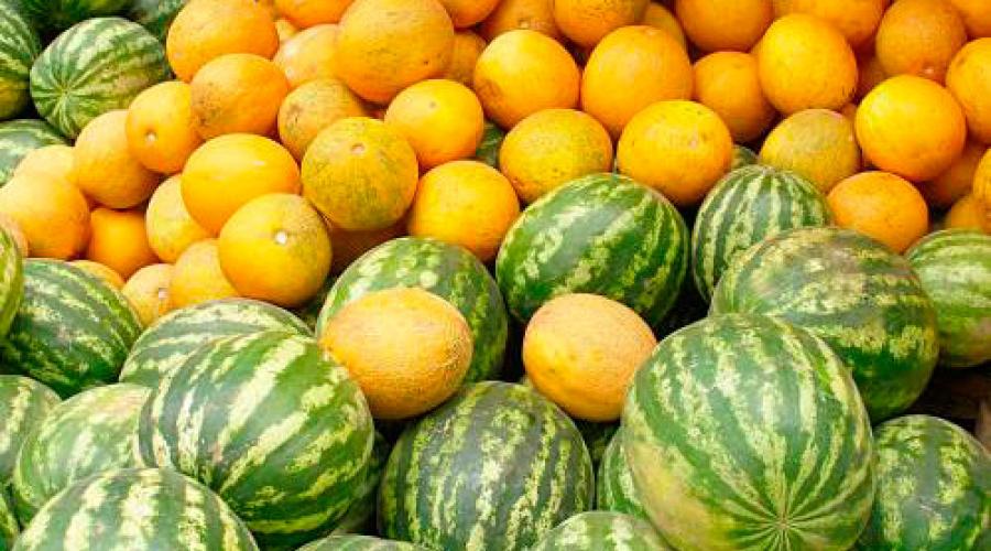 Ready-made fertilizer for melon.  Proper feeding of watermelons and melons.  Video: fertilizing gourds with organic fertilizers