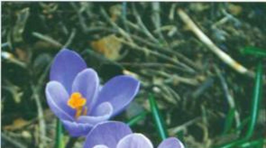 Efemerydy wiosny.  Rośliny wcześnie kwitnące - efemerydy - przepisy z dzikich ziół i nie tylko.  Ephemeroidy to byliny zielne.  Rodzaje i opis efemerydów Rośliny efemeryczne