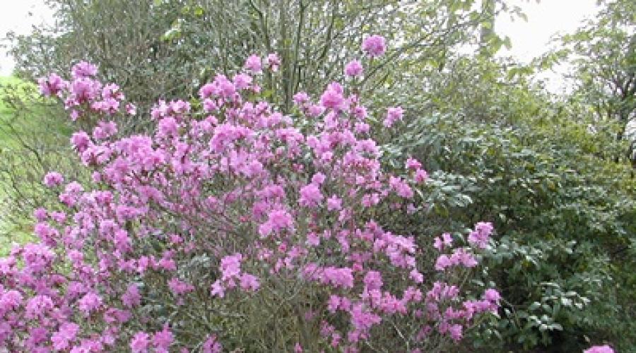 Rhododendron - bog'da chiroyli buta ekish va unga g'amxo'rlik qilish.  Rhododendron gullashdan keyin.  Sizning bog'ingiz uchun rhododendronning barcha xilma-xilligi
