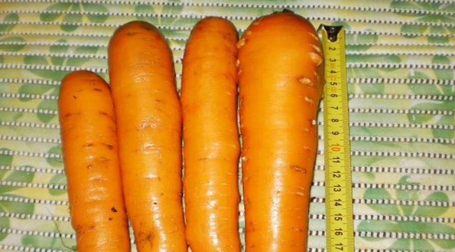 Как быстро всходит морковь: сроки появления ростков и правильная подготовка грядок. Как быстро всходит морковь после посадки: факторы, влияющие на появление быстрых всходов сколько всходит морковь после