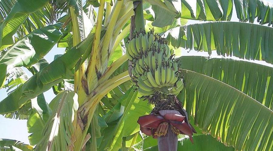 Экзотический банан – это фрукт или ягода? Полезные свойства, калорийность банана Банан однолетнее или многолетнее