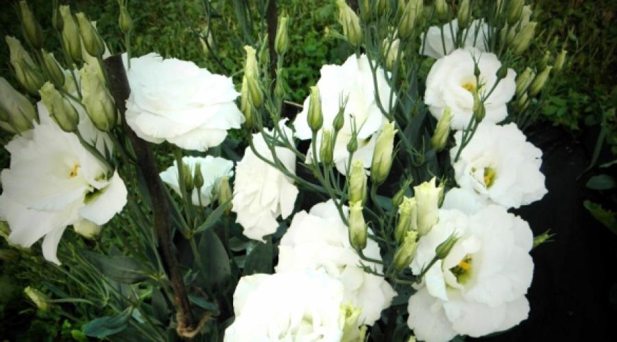 Eustoma purpurea.  Eustoma flower, photo, cultivation.  Eustoma planting and care in open ground