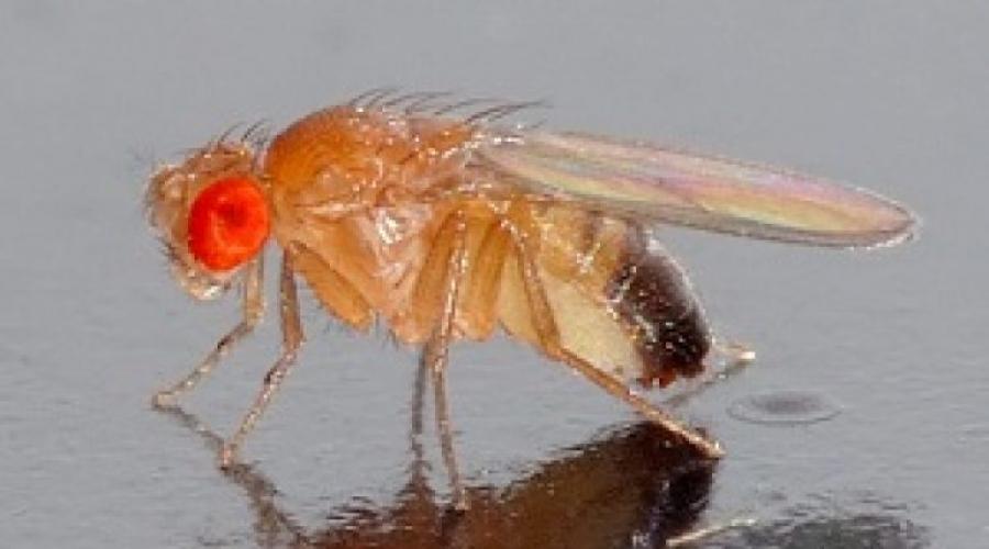 Effective methods of controlling midges.  Little intrusive fruit flies: where do they come from and how to get rid of them Chemical preparations against midges