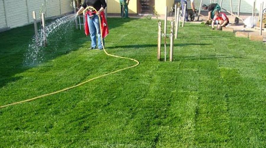 Caring for a newly laid lawn.  Caring for your lawn in spring: useful tips.  Rolled lawn: installation