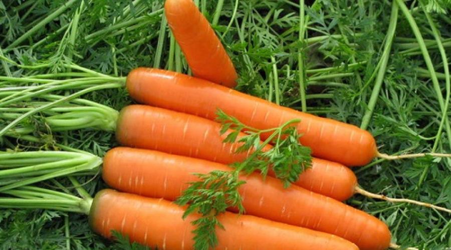 Сколько всходит морковь? Через сколько дней всходит морковь после посадки? Как выглядит морковь когда всходит
