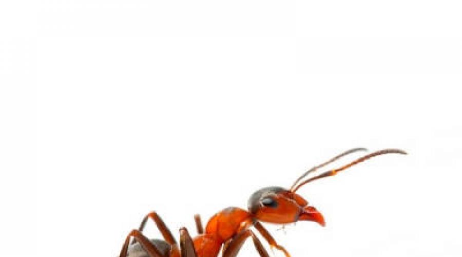 How to get rid of ants in a house or apartment: the reasons for their appearance, effective means to combat them and preventive measures.  How to get rid of ants in an apartment How to detect ants in an apartment
