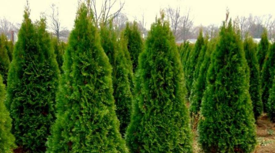 When to collect thuja seeds and how.  All you need to know about sowing thuja, how to grow an evergreen bush from seeds.  Harvesting thuja seeds and their preparation for sowing