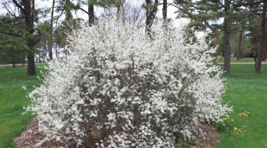 Is it possible to dry sloe in a dryer?  Useful properties of thorns in folk medicine, the use of leaves, flowers, bark and roots.  Proper procurement of thorn raw materials