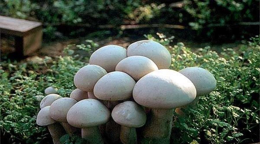 Шампиньоны в огороде. Выращивание шампиньонов на даче — как правильно посадить грибы в открытый грунт? Цены на суперфосфат