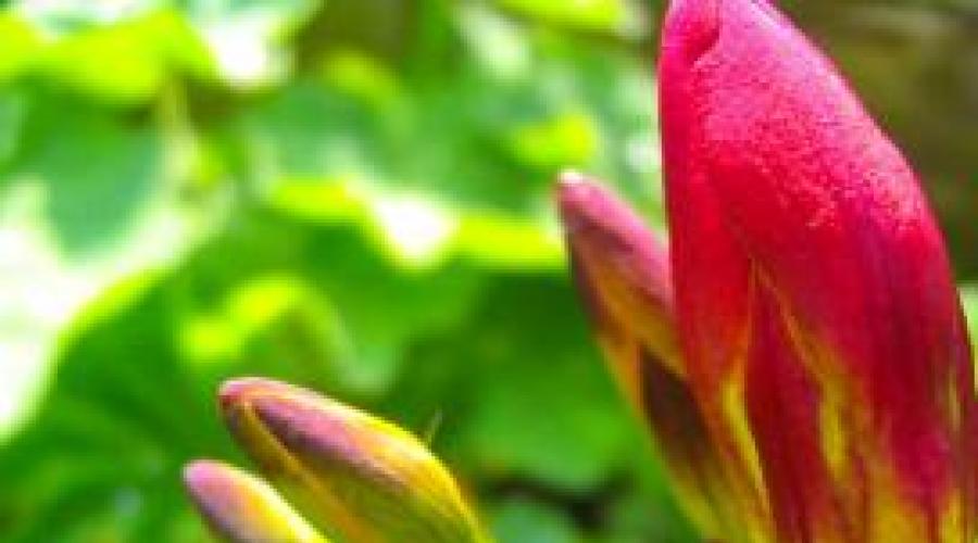 Cultiver du freesia dans le jardin et à la maison.  Culture de freesia Nettoyage et conservation des bulbes