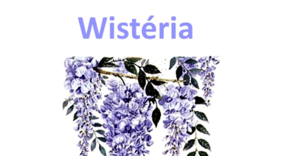 Wisteria: njega i uzgoj kod kuće.  Wisteria drugih vrsta.  Uzgajanje glicinije u sjevernim regijama