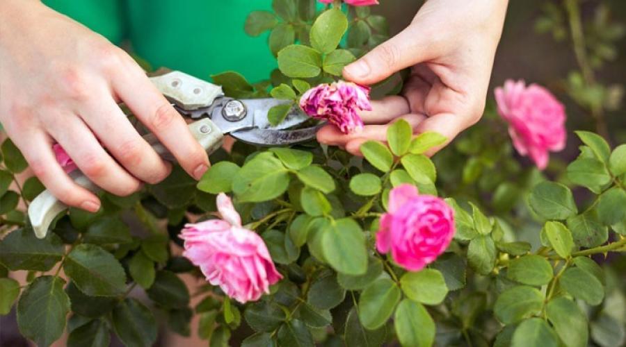 Kako pravilno orezati ocvale cvjetove ruže.  Obrezivanje ruža nakon cvatnje ljeti: video, fotografija, opis rada.  Orezivanje penjačica i grmova s ​​velikim cvjetovima